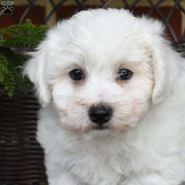 Pierre, Bichon Frise Puppy